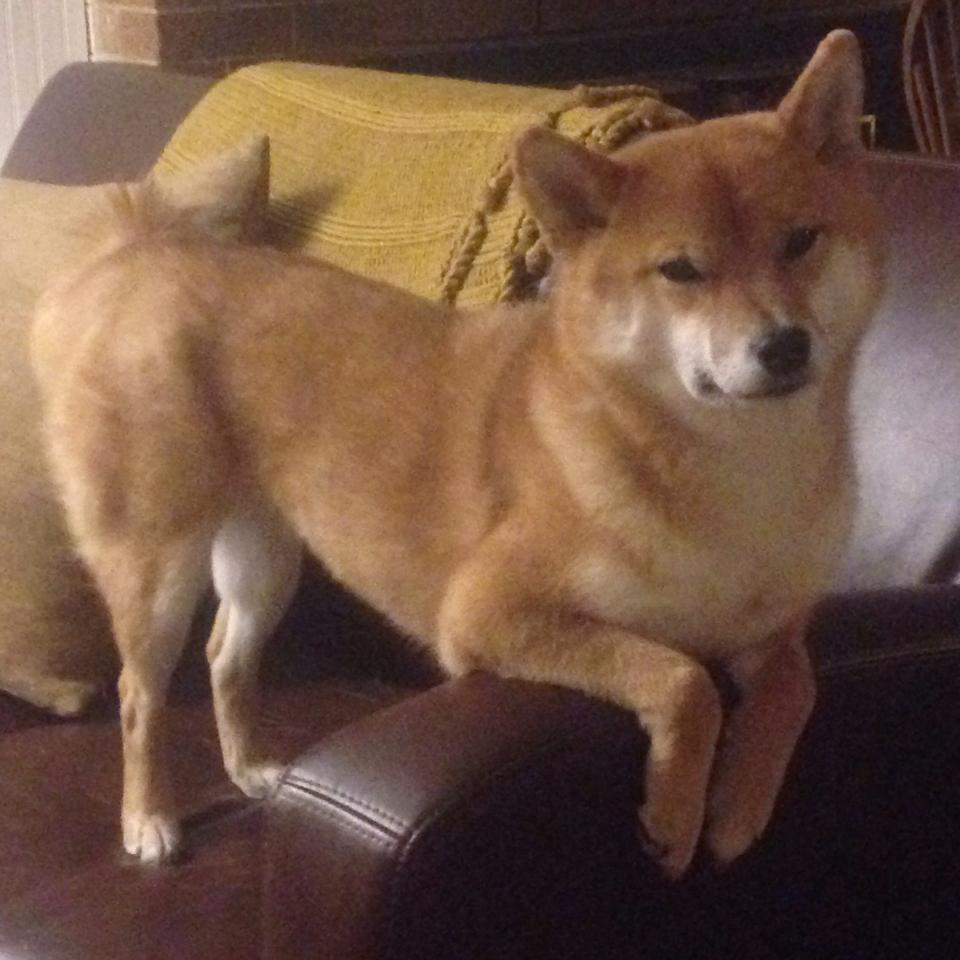 辽篮远征圣城，代码勇士改写历史，米切尔关键一投定江山