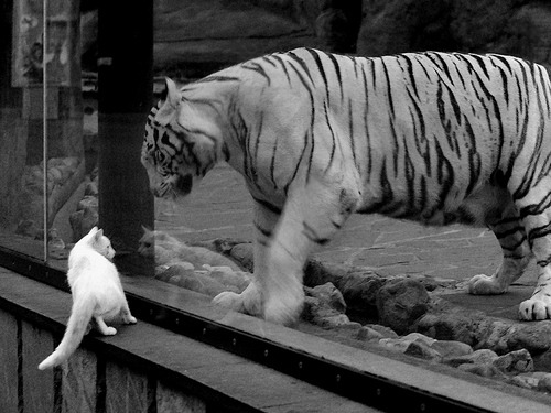 艺术与钢铁，当约基奇的华丽撞上深圳队的铁壁，篮球告诉你何为极致