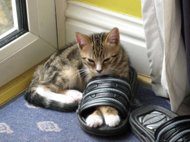 双重奏,拉齐奥与佛罗伦萨之战,京多安谱写意甲新章