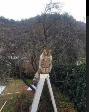 西亚卡姆,暗夜行者,于寂静处炸裂惊雷