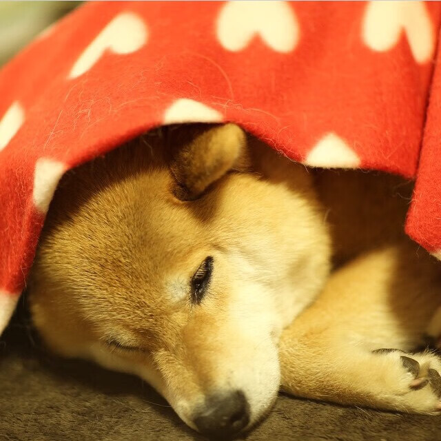 双线接管，从公牛压制勇士到爱德华兹的世界舞台崛起