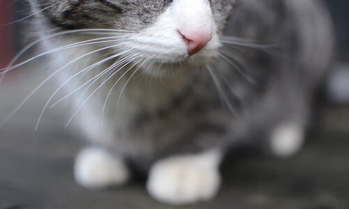 开云体育登录-双线征服，突尼斯足球的碾压式胜利与努涅斯篮球总决赛的王者时刻